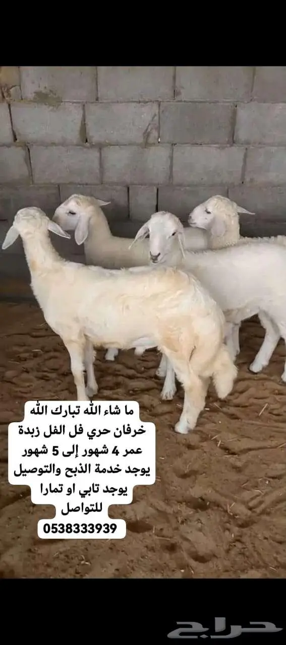 قسطها على تابي او تمارا خرفان حري تيوس عوارض نعيمي بلدي 0