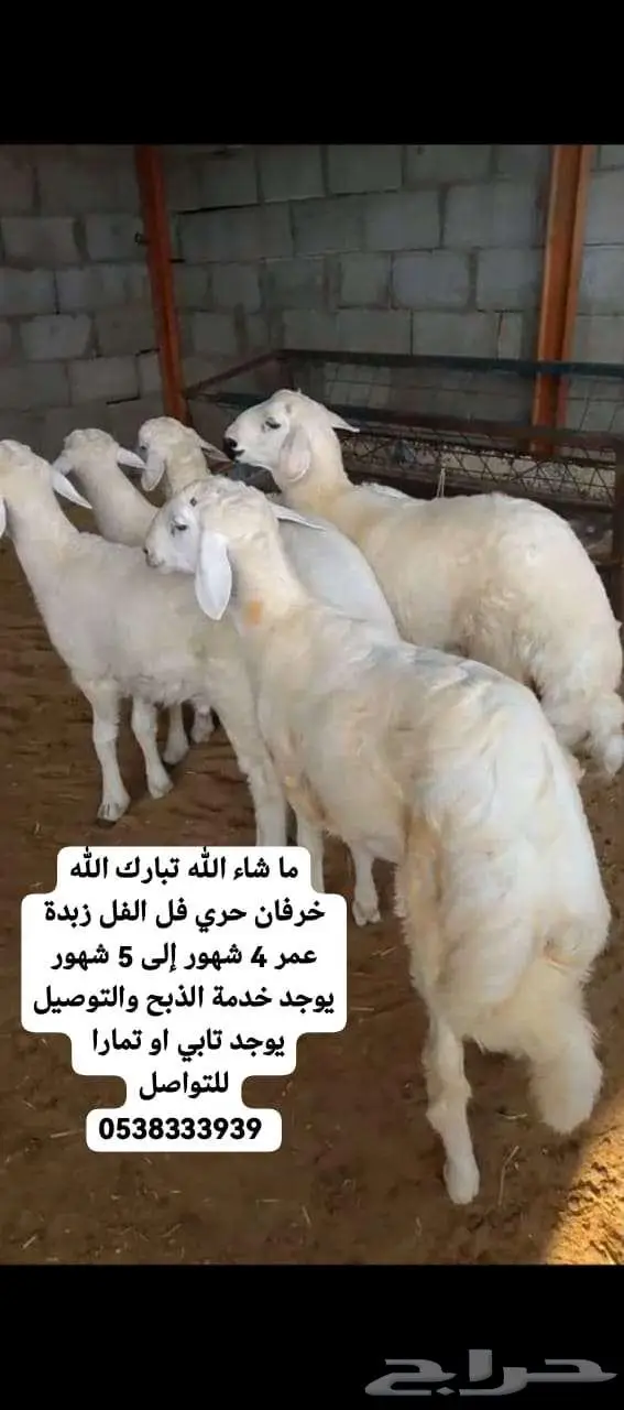 قسطها على تابي او تمارا خرفان حري تيوس عوارض نعيمي بلدي 2