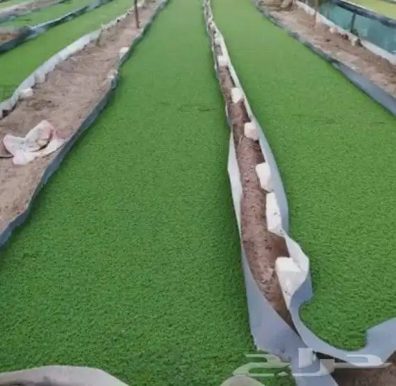 ازولا أعلاف دواجن ومواشي 0