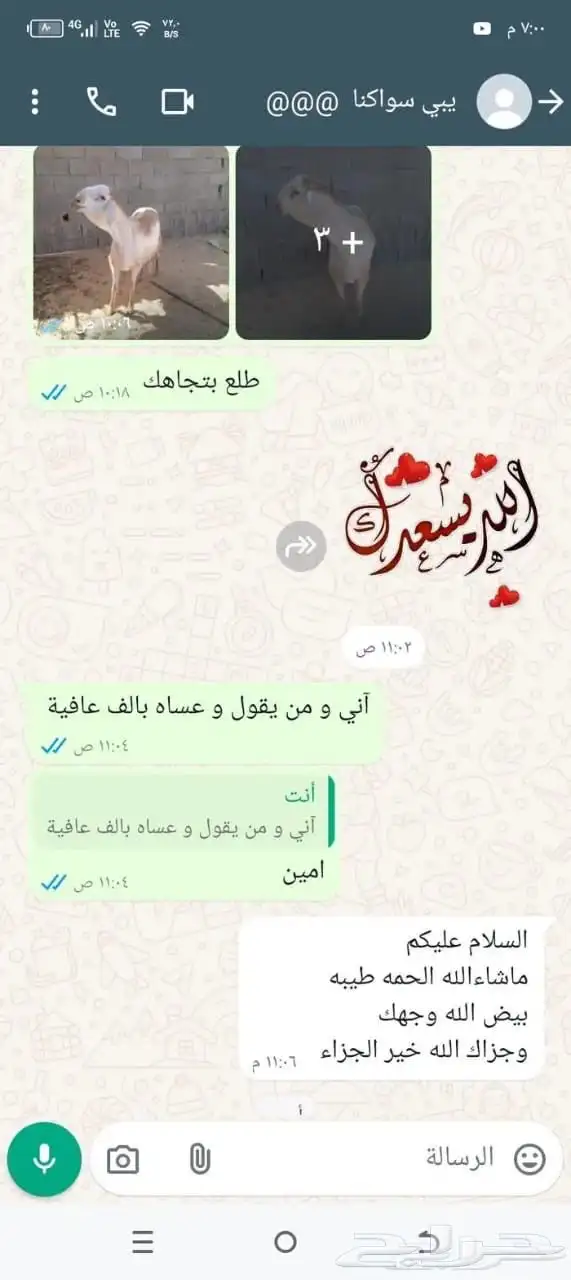 ذبائح الراعي حري نعيمي سواكن ذبائح تابي تمارا 8