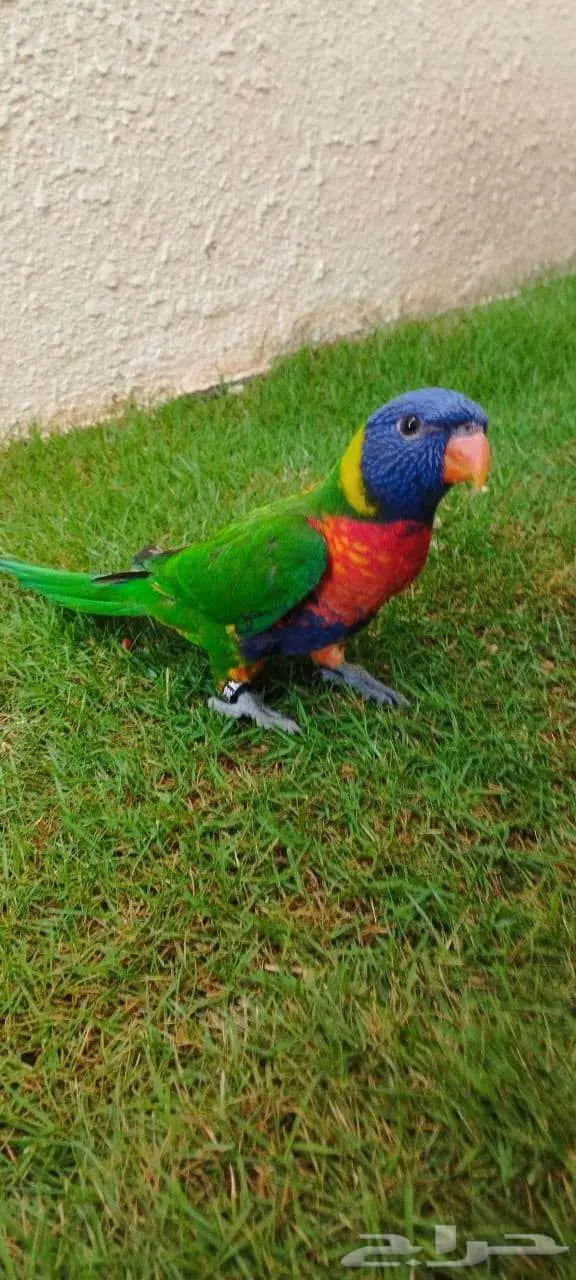 ببغاء لوري رينبو 3