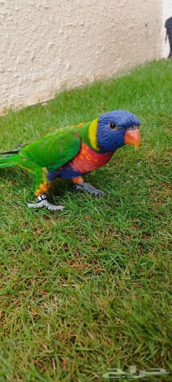 ببغاء لوري رينبو 4