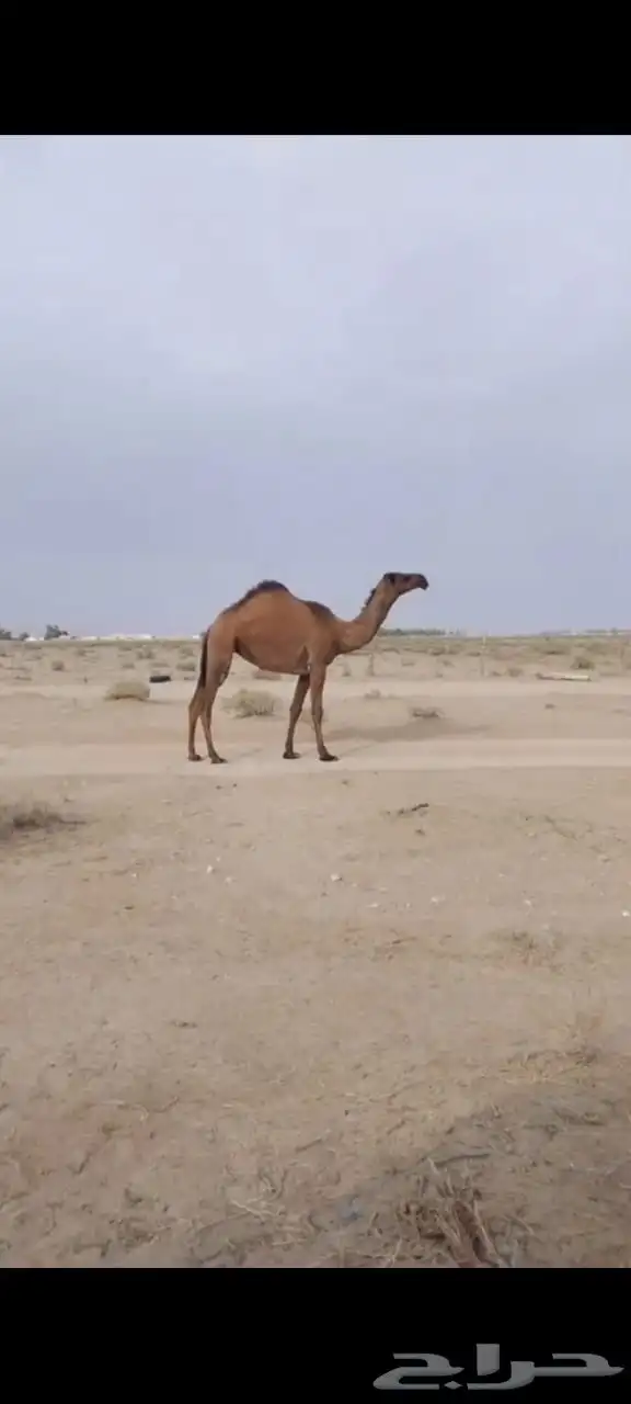 بكره عبدانيه 0