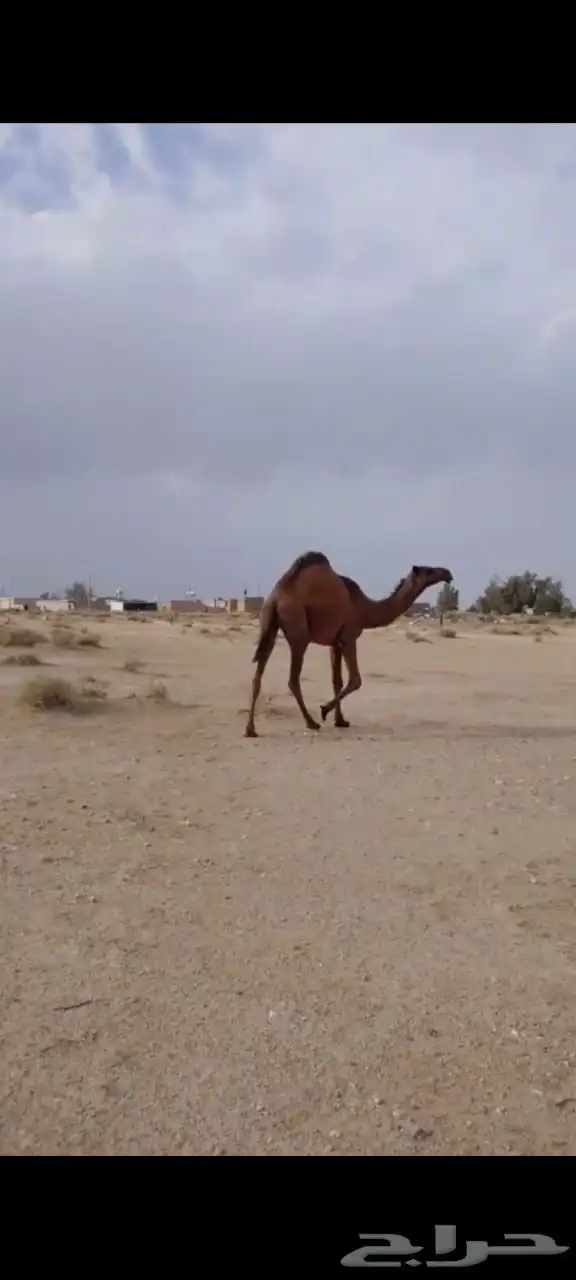 بكره عبدانيه 2