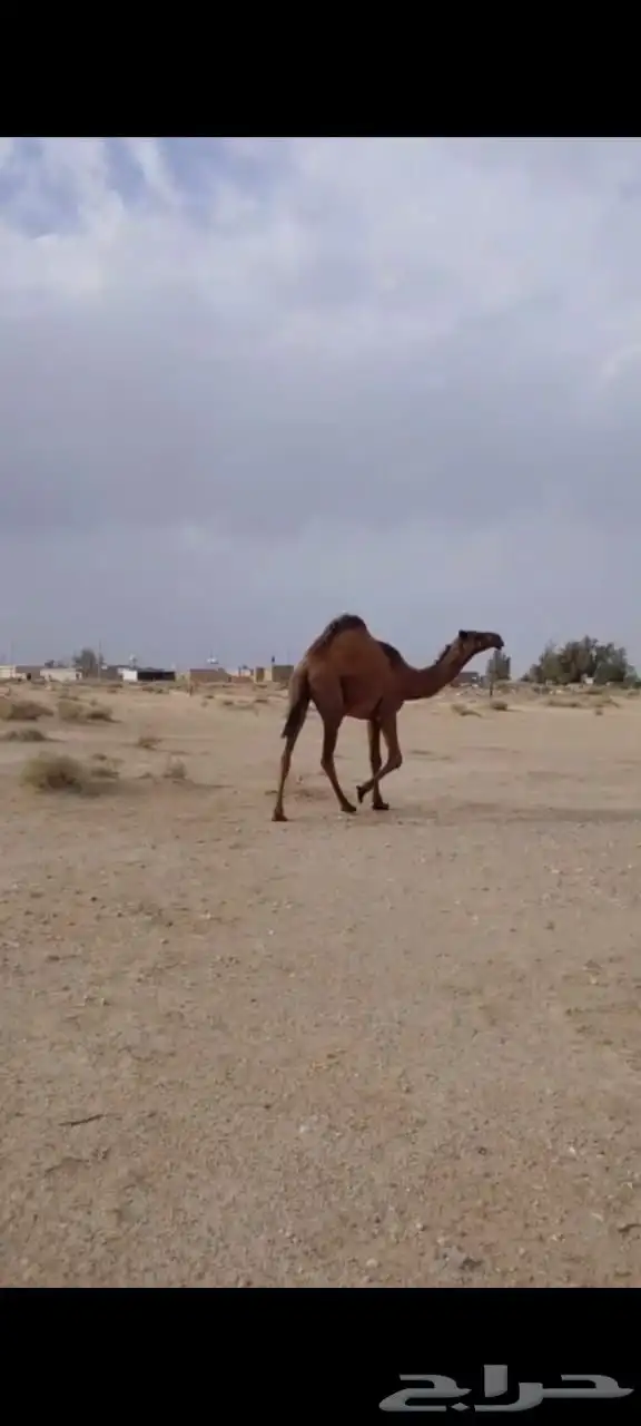 بكره عبدانيه 1