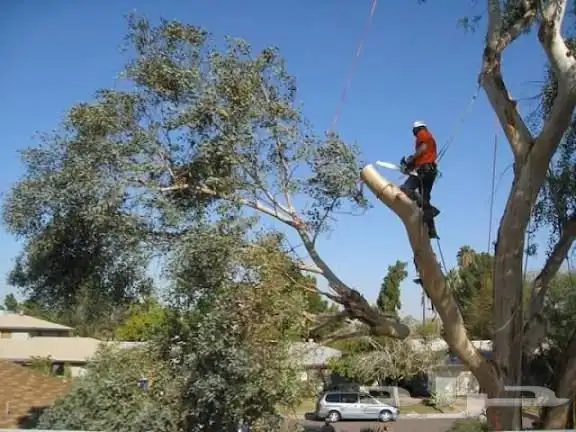 قص شجر وتنظيف مزارع اثل كين اي نوع مجانا 0