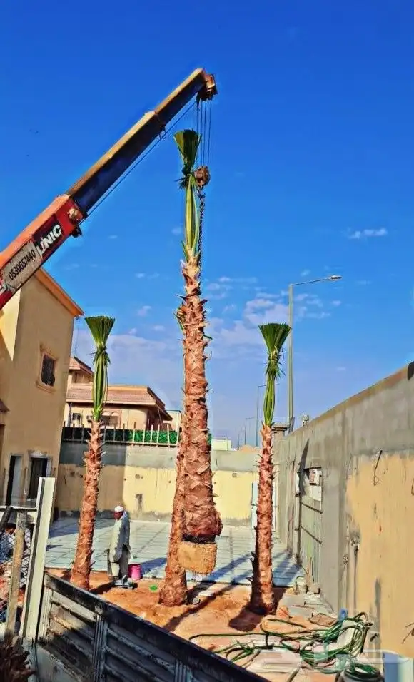 نخل واشنطني واشنطونيا أشجار زينه نخل واشنطن 7