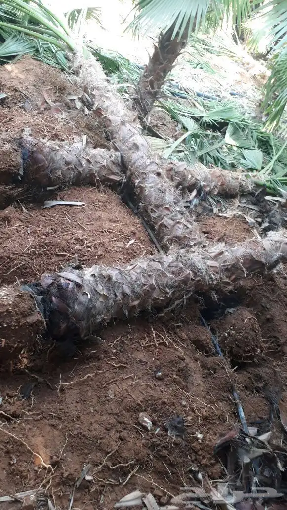 نخيل امريكي زينه نخيل واشنطنيا زينه 28