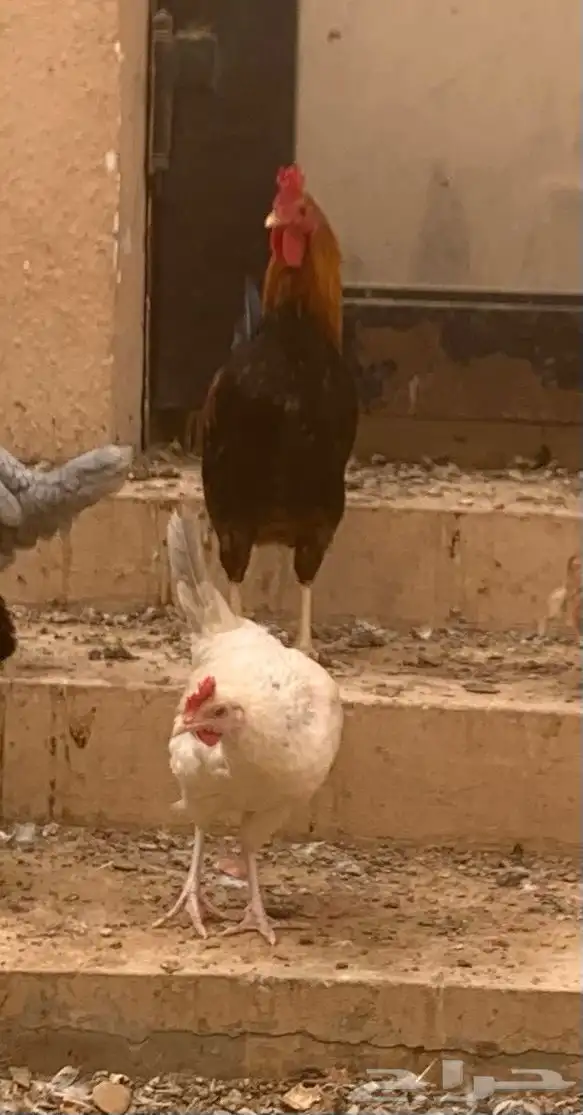 ديك عربي اصيل 7