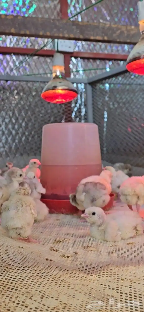 صيصان رومي فرنسي ابيض 1