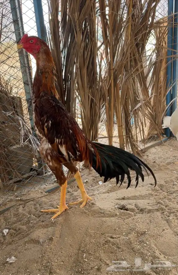 ديك ياباني 3