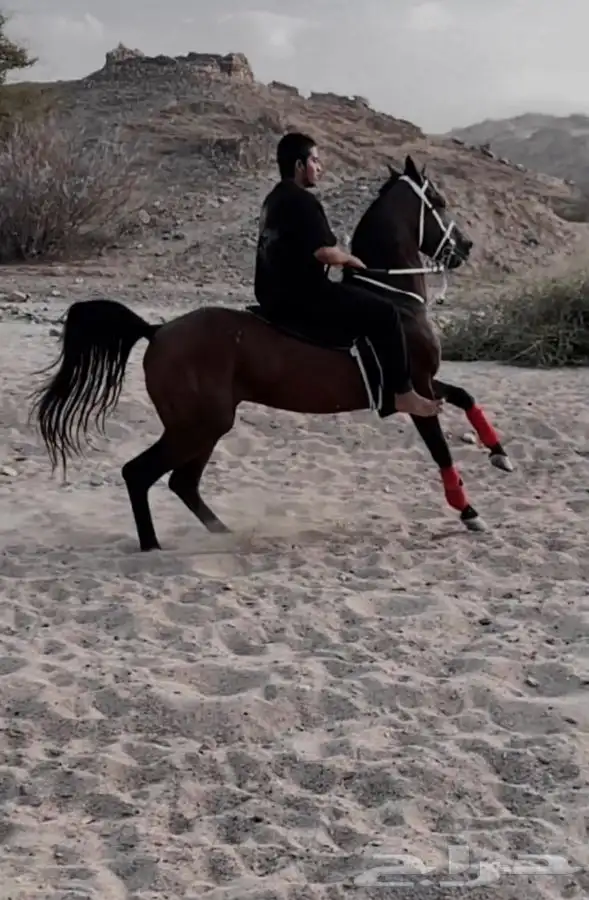 للبيع حصان شعبي شيخ 0