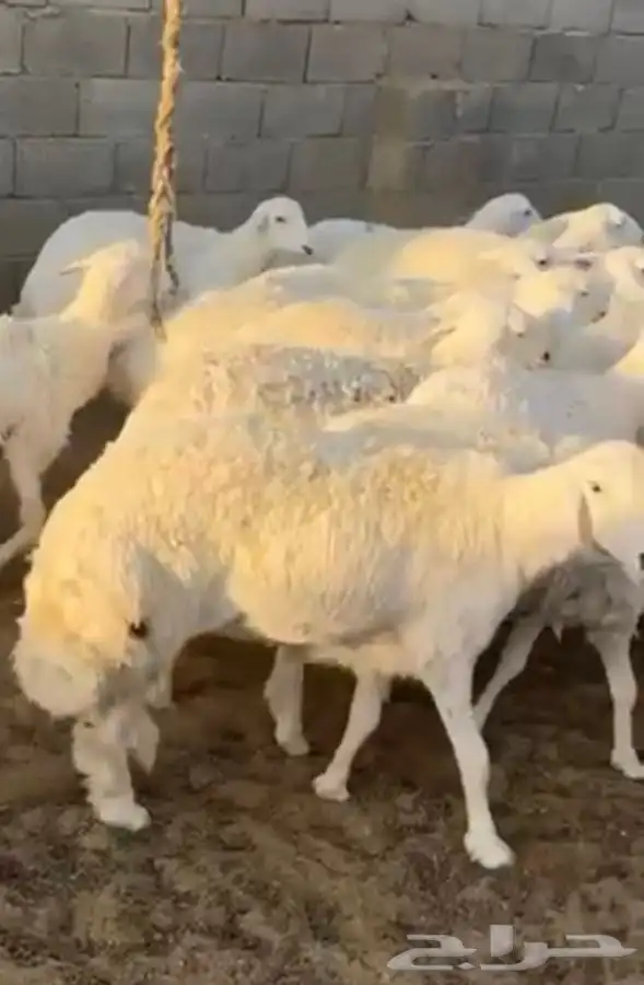 رخال جذعات دفيع مشروطه 0