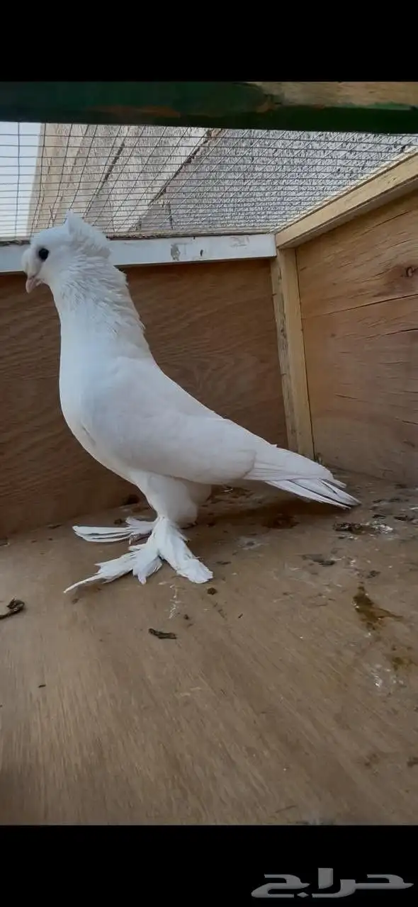 للبيع ذكر حمام تركي دبل كرست 0