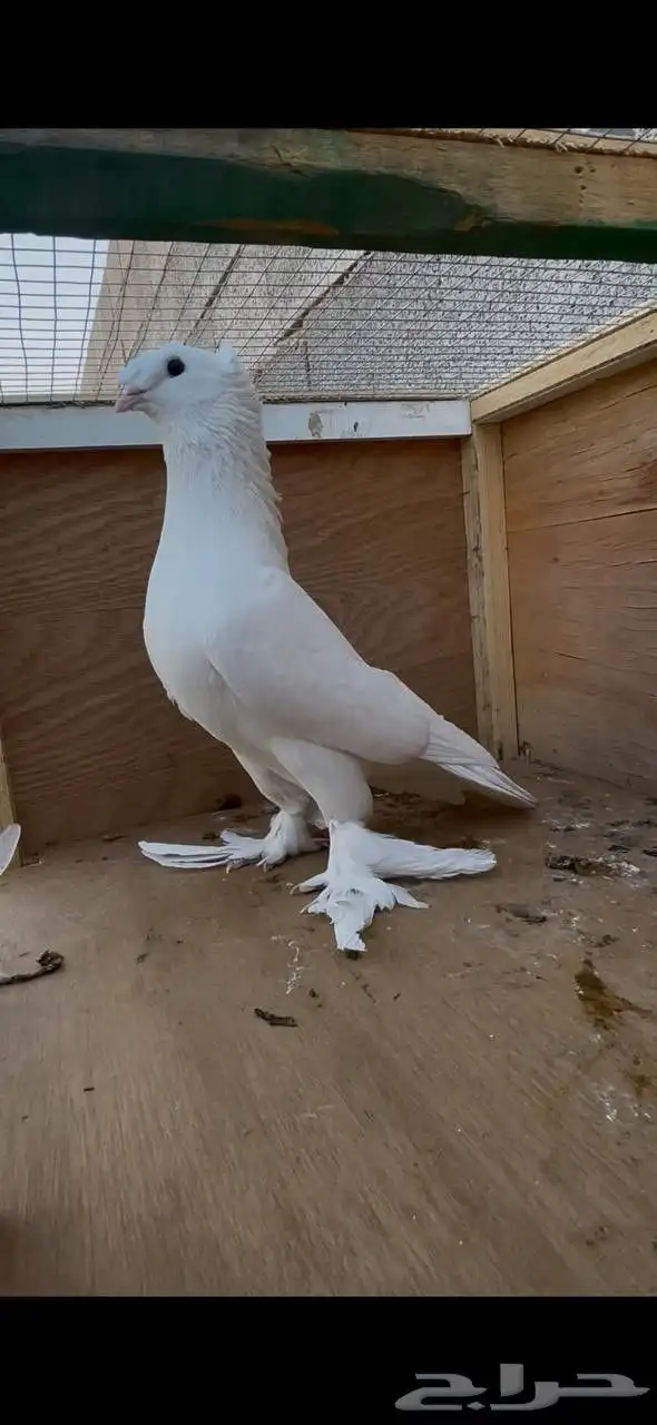 للبيع ذكر حمام تركي دبل كرست 2
