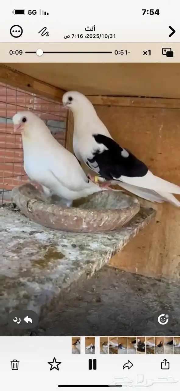 قطايف تب التب للبيع 2