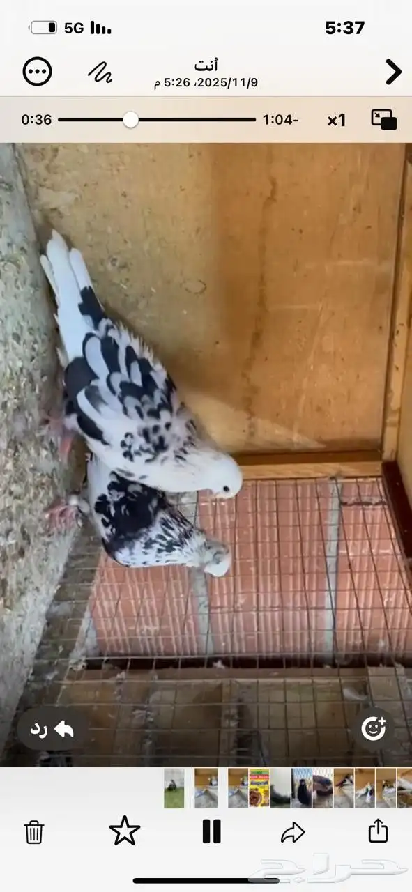 قطايف تب التب للبيع 0