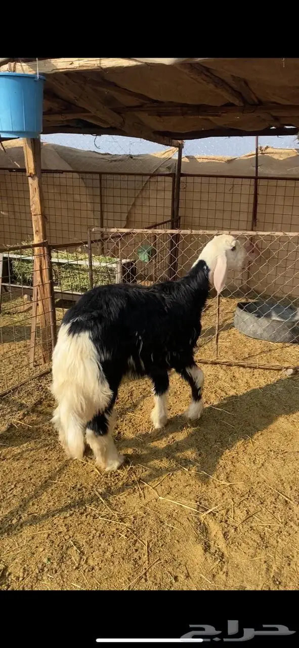 خروف مشروع فحل 0