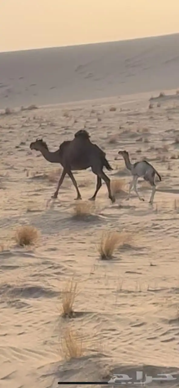 خلفه ساحليه تحتها قعود 1