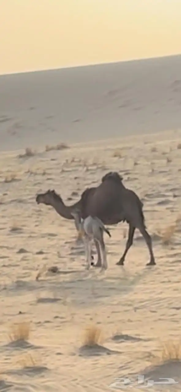 خلفه ساحليه تحتها قعود 2