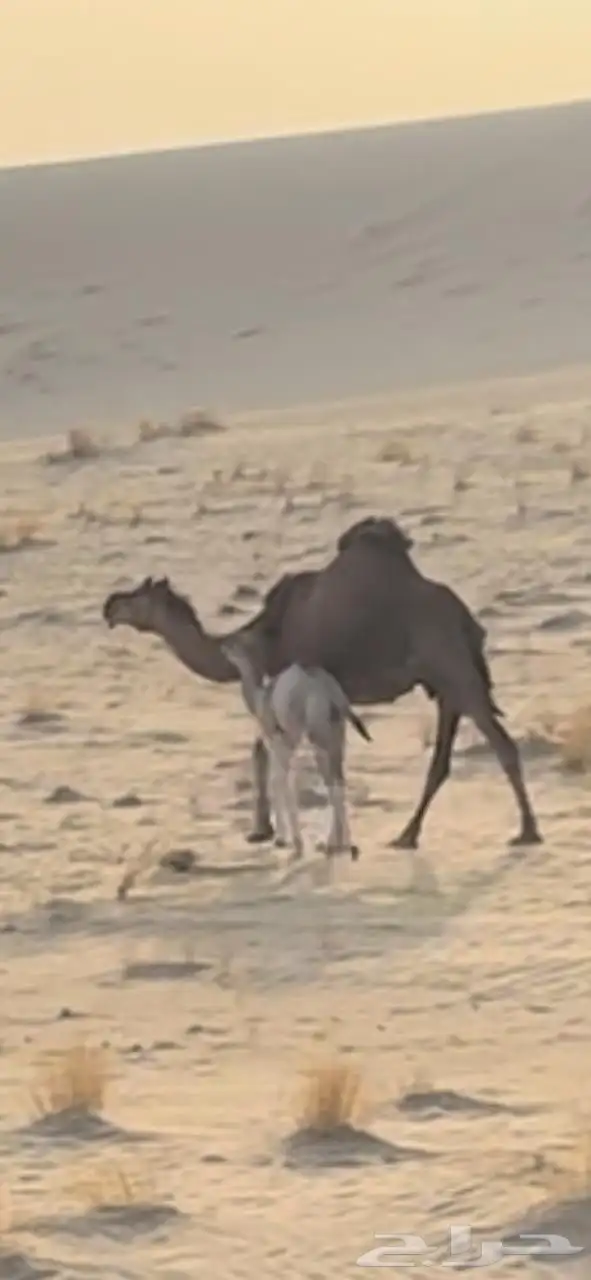 خلفه ساحليه تحتها قعود 0