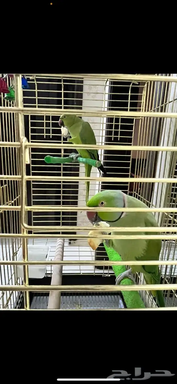 ببغاء دره اليفين ونظيفين الأعمار بين 3 و4 سنين 0