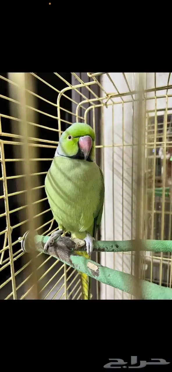 ببغاء دره اليفين ونظيفين الأعمار بين 3 و4 سنين 1