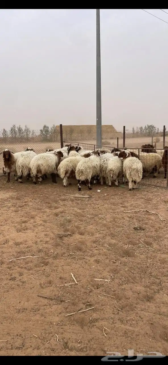 خرفان نعيمي بلدي 0