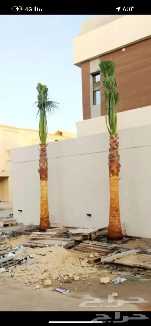 نخل صقعي مجدول اخلاص سكري خضري عجوه نخل واشنطني أمريكي 8