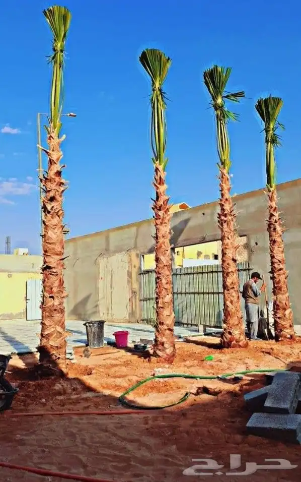 نخل واشنطني واشنطونيا أشجار زينه نخل واشنطن 8