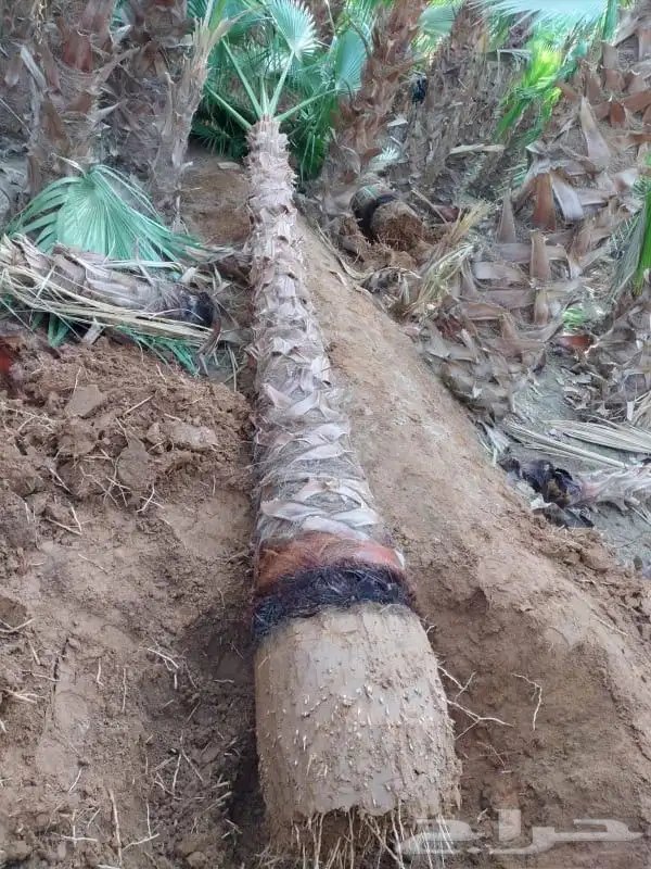 نخل واشنطنيا زينه 7