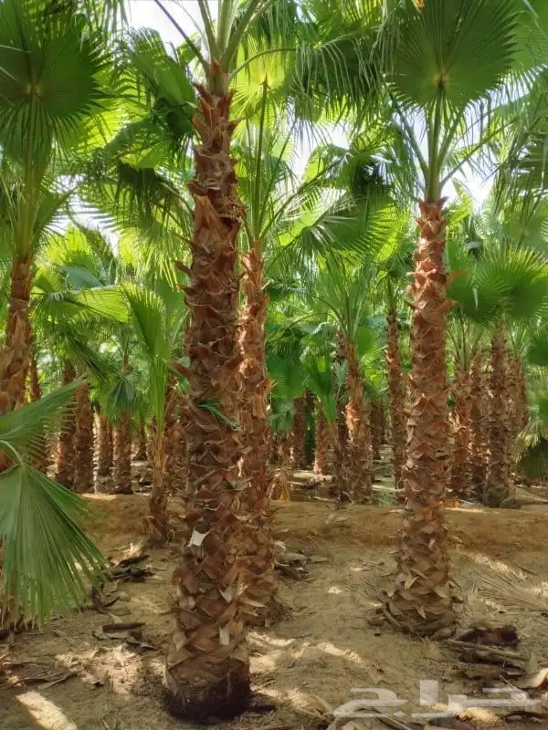 نخل واشنطنيا زينه 5