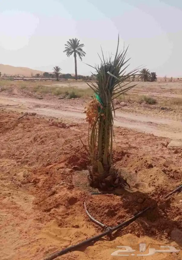 نخل مثمر فاخر نخل واشنطني زينه خلاص ونانه صقعي هلالي سلاطين 6