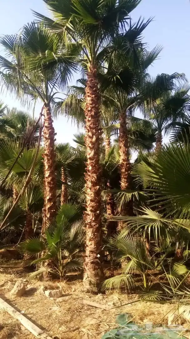 نخيل امريكي زينه نخيل واشنطنيا زينه 10