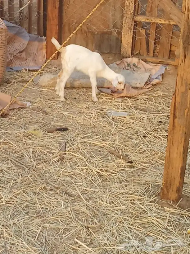 معزا بيشيات معها ثلاثه جفار 0