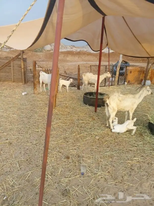 معزا بيشيات معها ثلاثه جفار 4