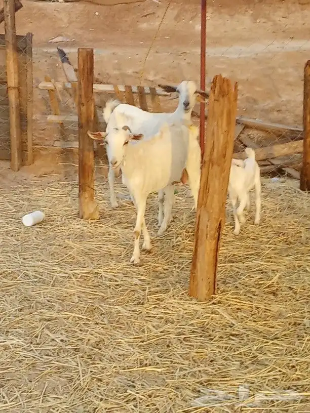 معزا بيشيات معها ثلاثه جفار 6