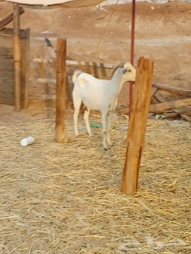 معزا بيشيات معها ثلاثه جفار 2