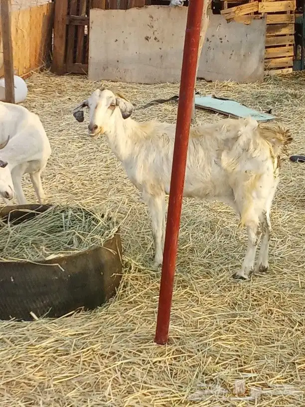 معزا بيشيات معها ثلاثه جفار 1