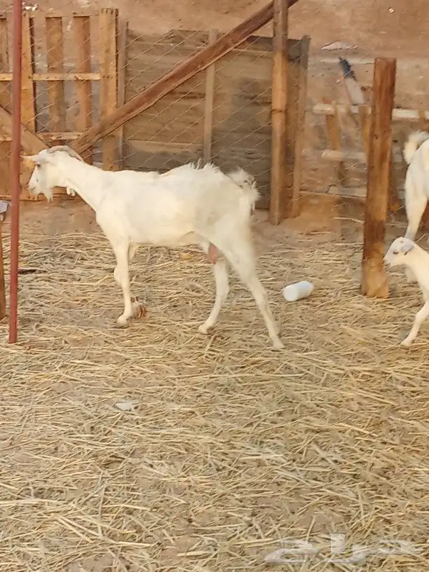 معزا بيشيات معها ثلاثه جفار 3