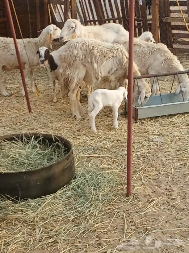 معزا بيشيات معها ثلاثه جفار 7