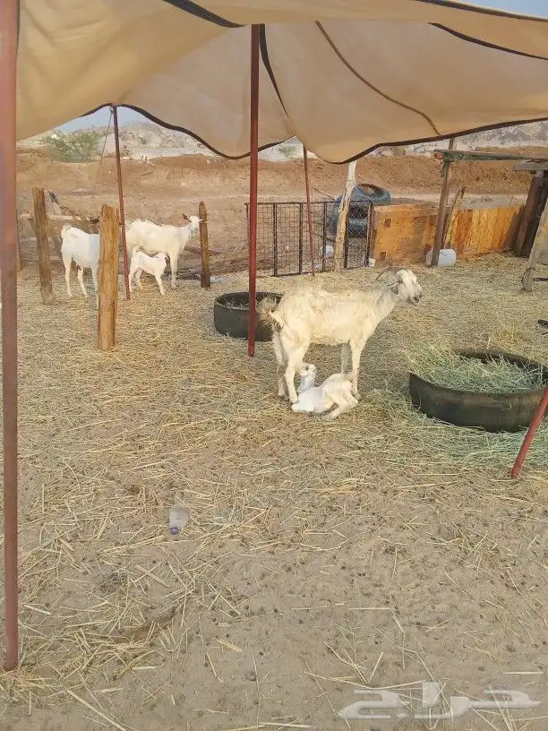 معزا بيشيات معها ثلاثه جفار 5