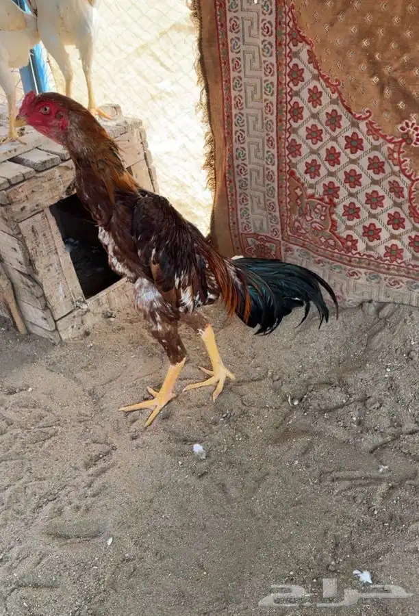 ديك ياباني 2