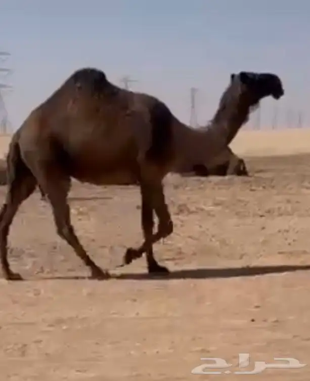 ضريبه صفرا جاهزه للبعير للبيع 4