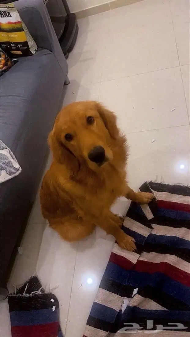 قلودن رتيرفر العمر 6 شهور كامل تطعيماته ذكر 1