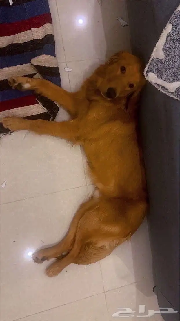 قلودن رتيرفر العمر 6 شهور كامل تطعيماته ذكر 0
