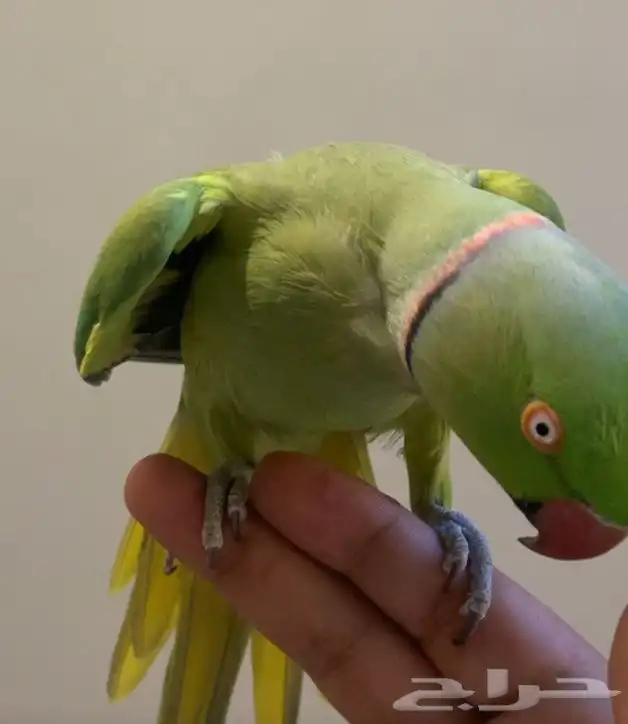 للبيع ببغاء دره ذكر متكلم على اليد 0