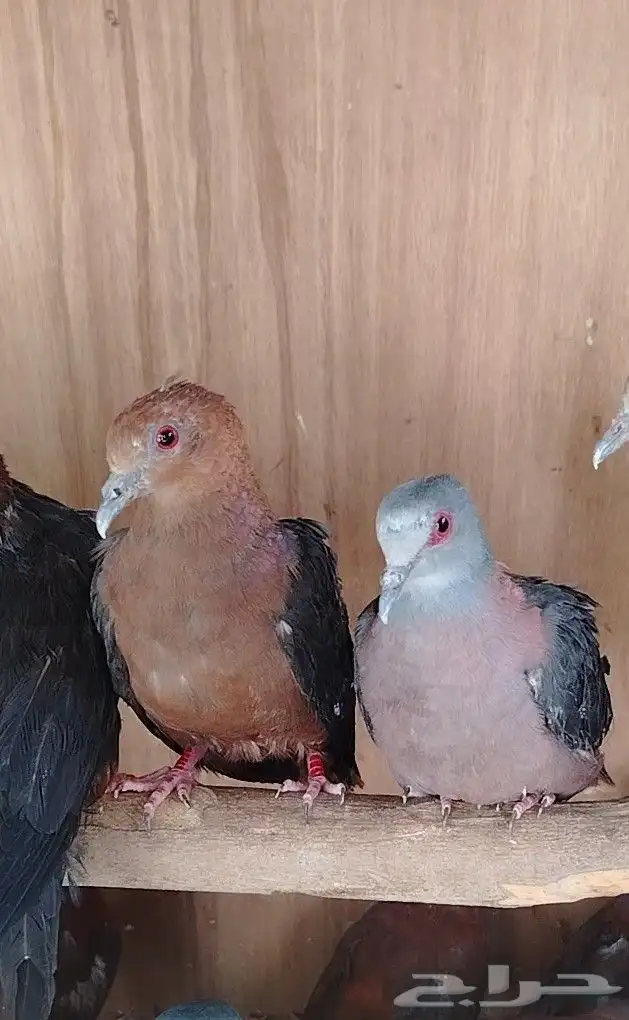 نوادر اليمام برونز ناب دوف 0