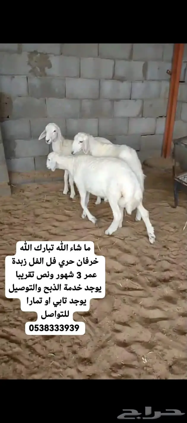 قسطها على تابي او تمارا خرفان حري تيوس عوارض نعيمي بلدي 1