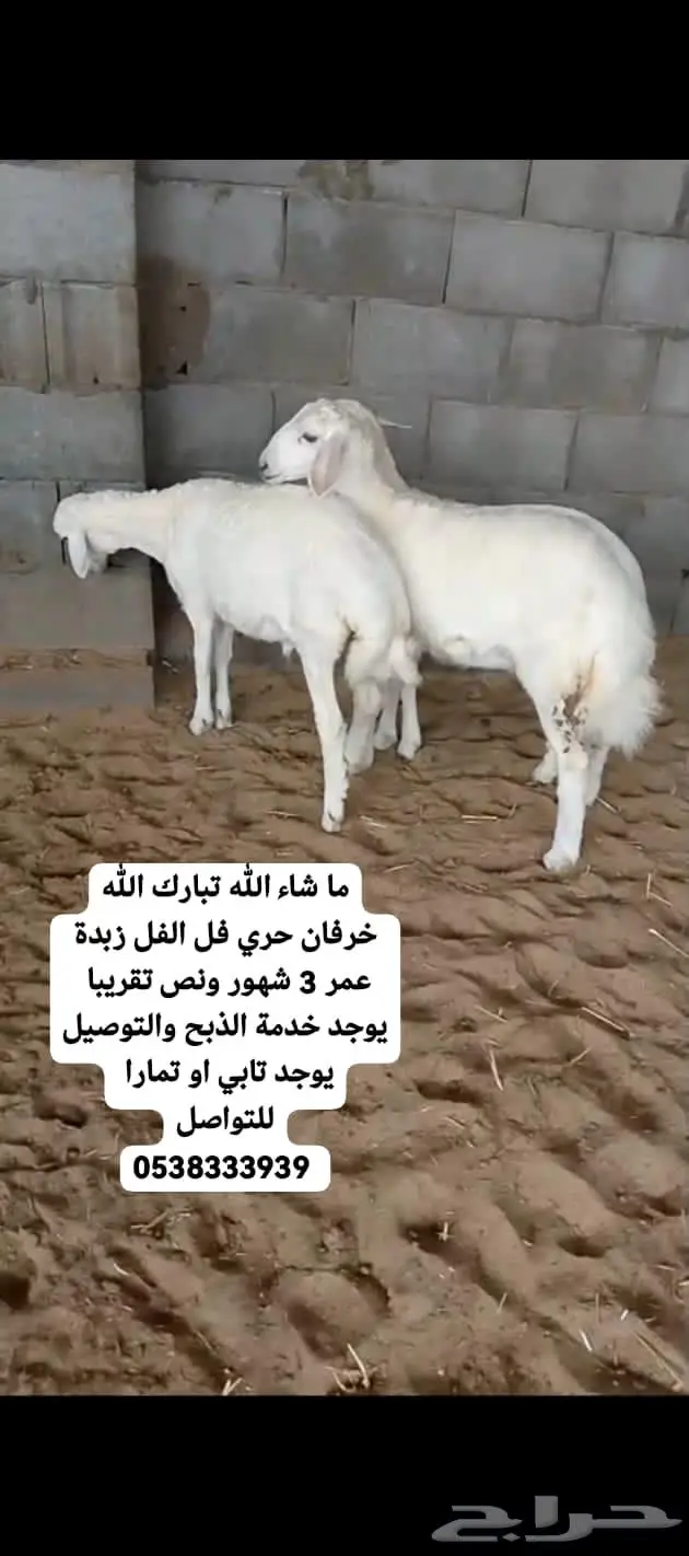 قسطها على تابي او تمارا خرفان حري تيوس عوارض نعيمي بلدي 3